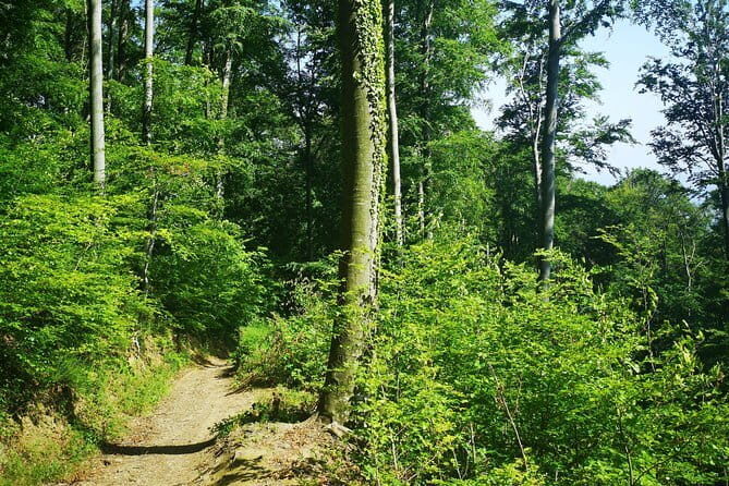 Medvednica Hiking and Chestnuts Picking Tour from Zagreb - Price and value for $70.41: what’s included, what you should budget