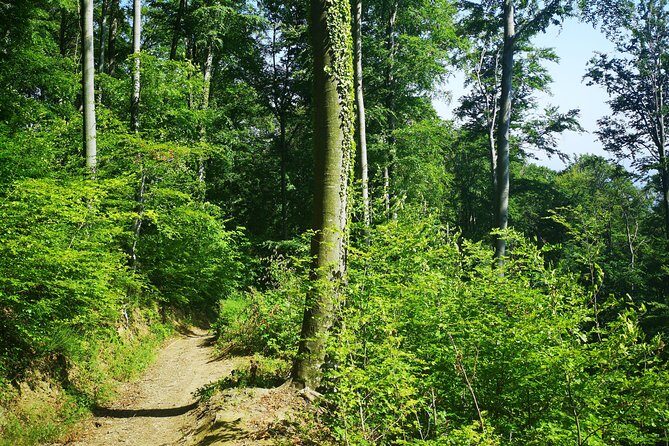 Perceive Zagreb Like a Local - Medvednica Nature Park Hiking - Key highlights at a glance: Medvednica from Sljeme to Zagreb views